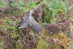 Sika deer