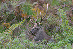 Sika deer