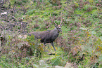 Sika deer