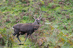 Sika deer