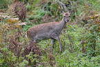 Sika deer