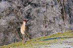 Sika deer