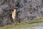 Sika deer