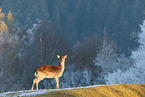 Sika deer
