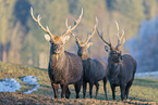 Sika deer