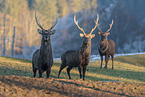 Sika deer