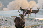 Sika deer