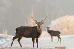 Sika deer