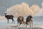 Sika deer