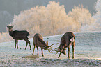 Sika deer