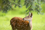 Sika deer