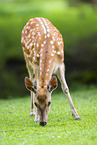 Sika deer