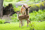 Sika deer