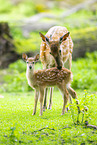 Sika deer