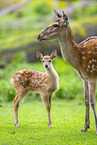 Sika deer