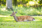 Sika deer