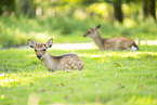 Sika deer