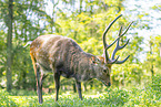 Sika deer