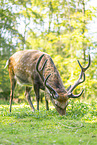 Sika deer