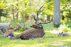 Sika deer
