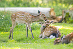 Sika deer