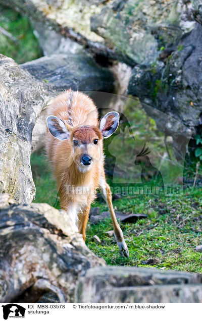 Sitatunga / situtunga / MBS-03578