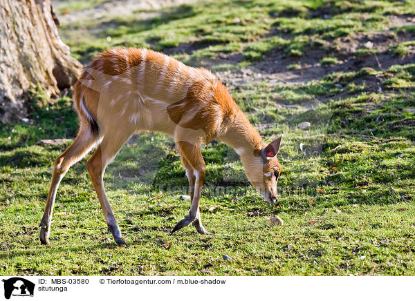 Sitatunga / situtunga / MBS-03580