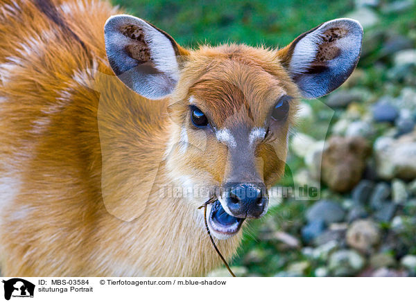 Sitatunga Portrait / situtunga Portrait / MBS-03584
