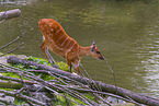 marshbuck