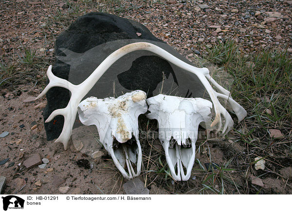 bones / HB-01291