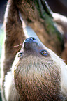sloth