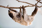 sloth