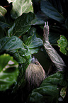 sloth