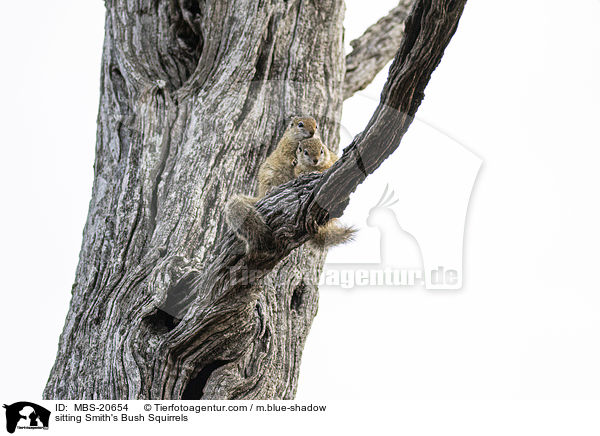 sitting Smith's Bush Squirrels / MBS-20654
