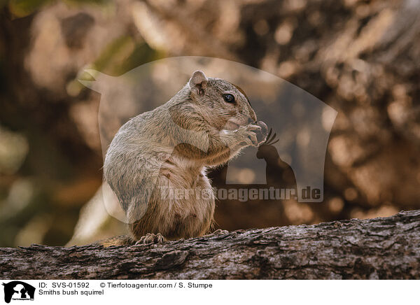 Smiths bush squirrel / SVS-01592