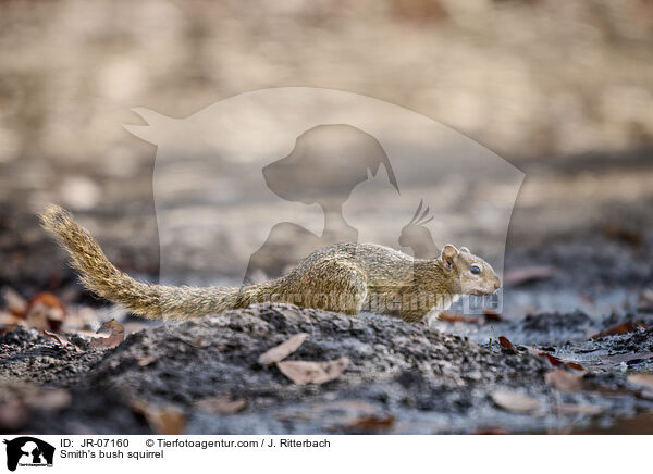 Smith-Buschhrnchen / Smith's bush squirrel / JR-07160