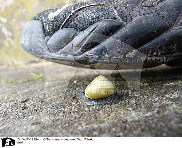 Schnecke / snail / WJP-01154