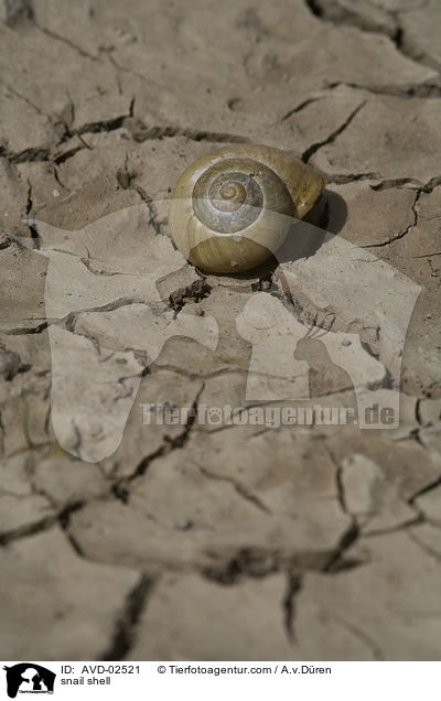 snail shell / AVD-02521
