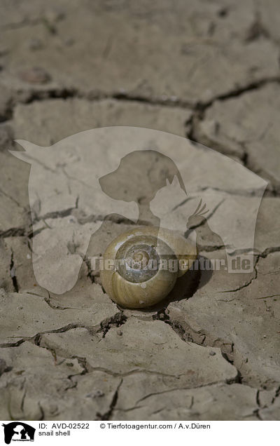 snail shell / AVD-02522