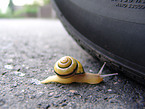 snail