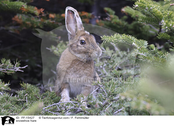 snowshoe hare / FF-15427