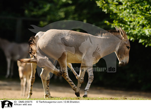 African wild ass / DMS-05975