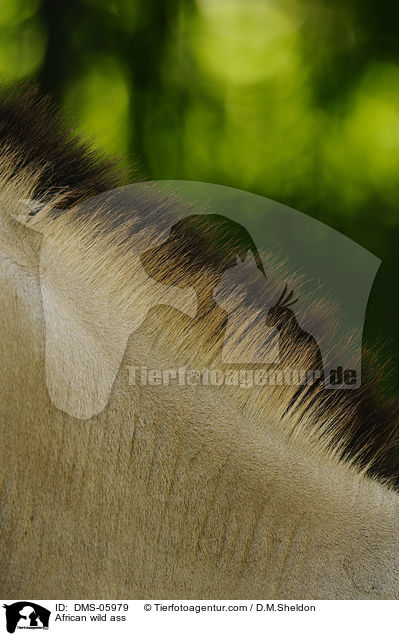 Somali-Wildesel / African wild ass / DMS-05979