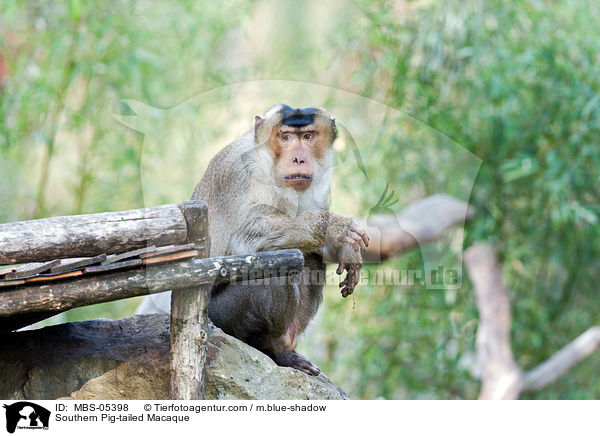 Sdlicher Schweinsaffe / Southern Pig-tailed Macaque / MBS-05398