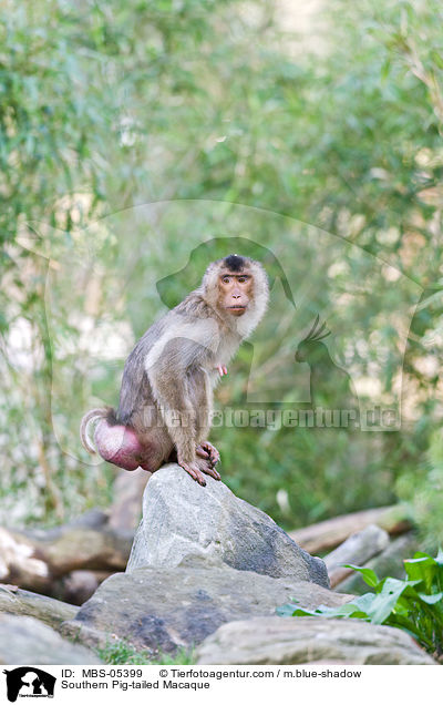 Sdlicher Schweinsaffe / Southern Pig-tailed Macaque / MBS-05399
