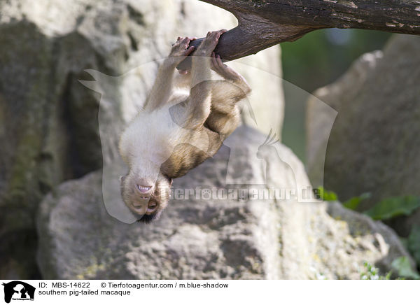 southern pig-tailed macaque / MBS-14622