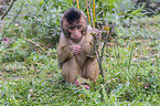 southern pig-tailed macaque