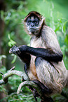 spider monkey