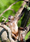 spider monkey