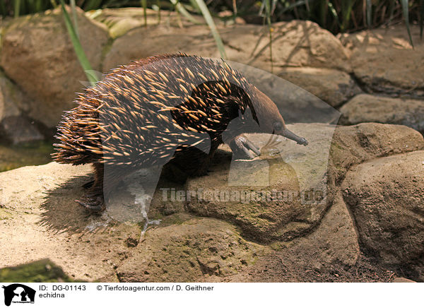 echidna / DG-01143